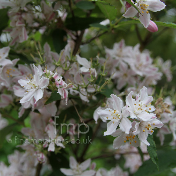 Big Photo of Deutzia Hybrida, Flower Close-up