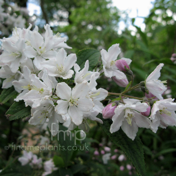 Big Photo of Deutzia Longifolia