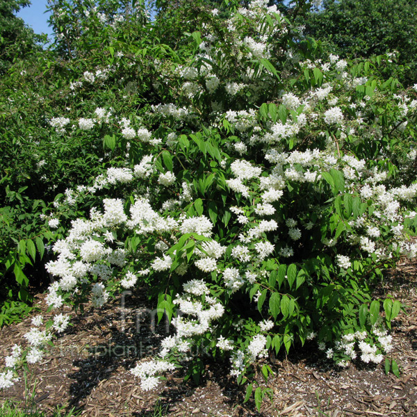 Big Photo of Deutzia X Magnifica