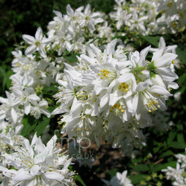 Big Photo of Deutzia X Magnifica