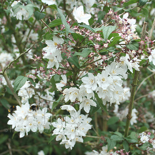 Big Photo of Deutzia Purpurascens