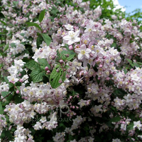 Big Photo of Deutzia X Elegantissima