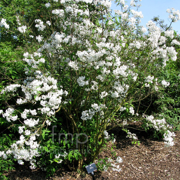 Big Photo of Deutzia Vilmoriniae