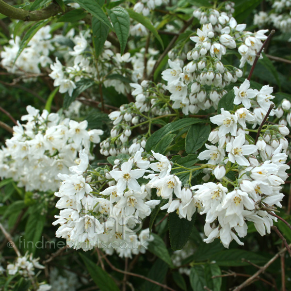 Big Photo of Deutzia Vilmoriniae