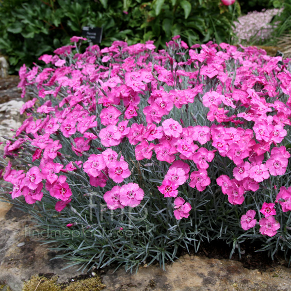 Big Photo of Dianthus 