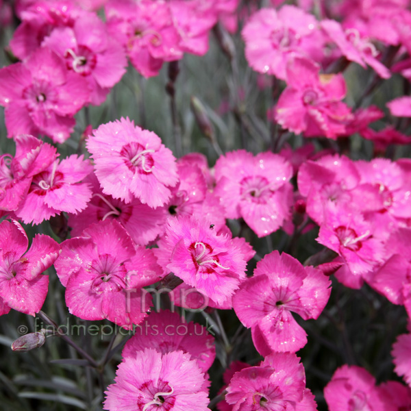 Big Photo of Dianthus 