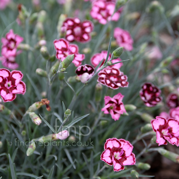 Big Photo of Dianthus , Flower Close-up