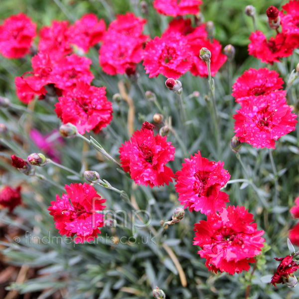 Big Photo of Dianthus , Flower Close-up