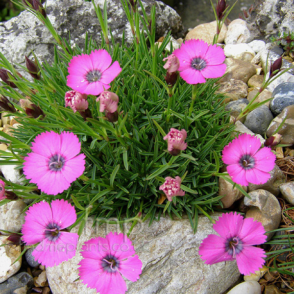 Big Photo of Dianthus Inshriach