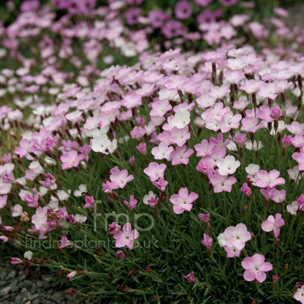 Big Photo of Dianthus 