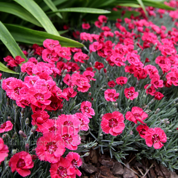 Big Photo of Dianthus  