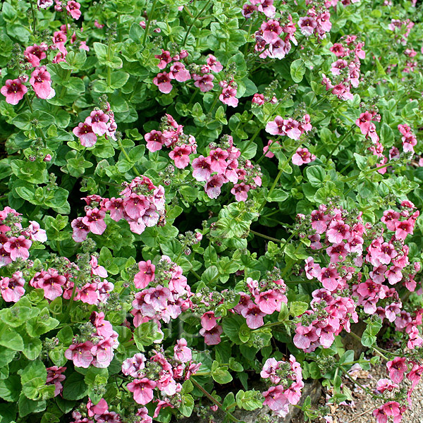 Big Photo of Diascia Purpurea