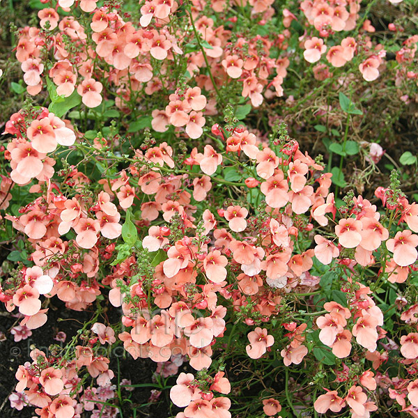 Big Photo of Diascia Sydney Olympics