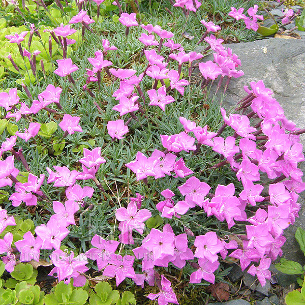 Big Photo of Dianthus Haematocalyx