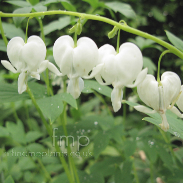 Big Photo of Dicentra Spectabilis