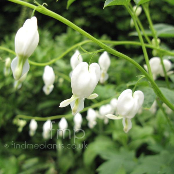 Big Photo of Dicentra Spectabilis, Flower Close-up