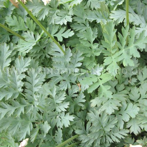 Big Photo of Dicentra , Leaf Close-up