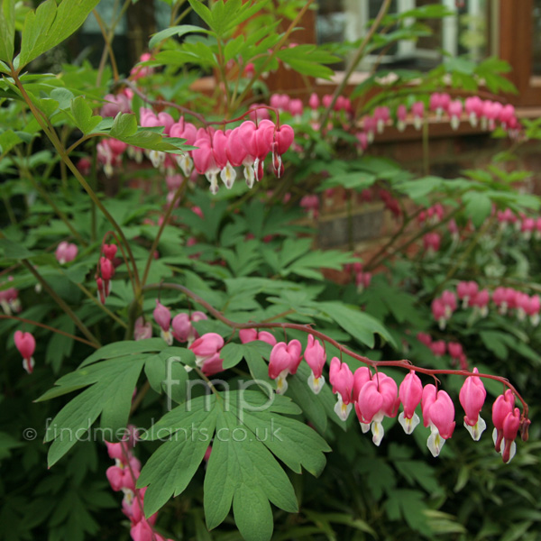 Big Photo of Dicentra Spectabilis