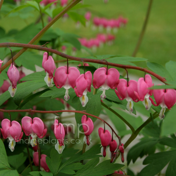 Big Photo of Dicentra Spectabilis, Flower Close-up