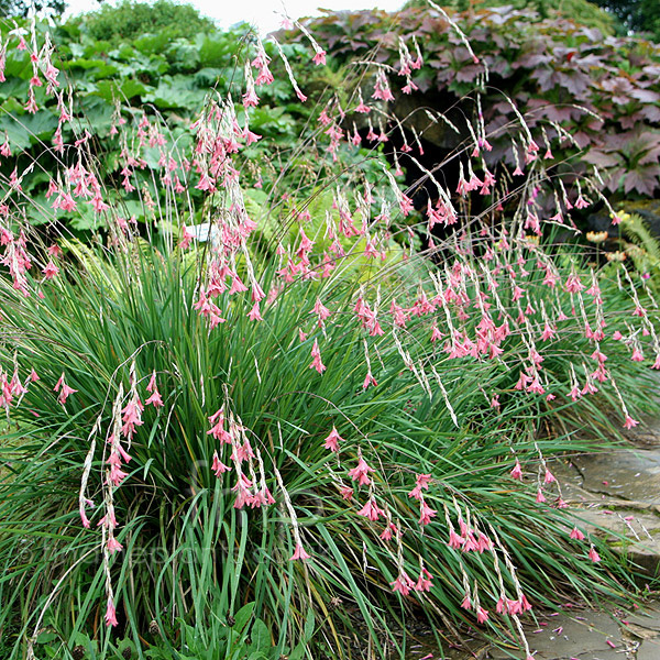 Dierama igneum (Angels Fishing Rod): Information, Pictures & Cultivation  Tips