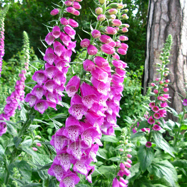 Big Photo of Digitalis Purpurea, Flower Close-up