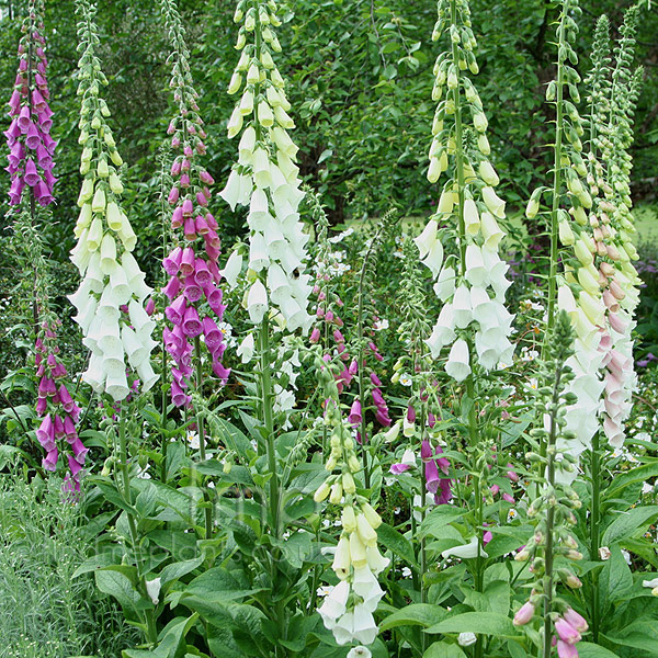 Big Photo of Digitalis Purpurea