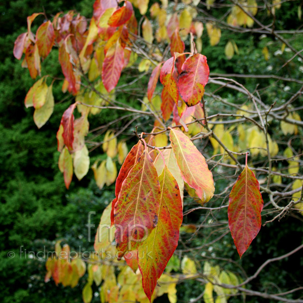 Big Photo of Diospyros Virginiana