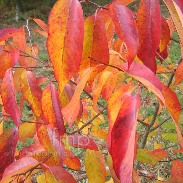 Big Photo of Diospyros Virginiana