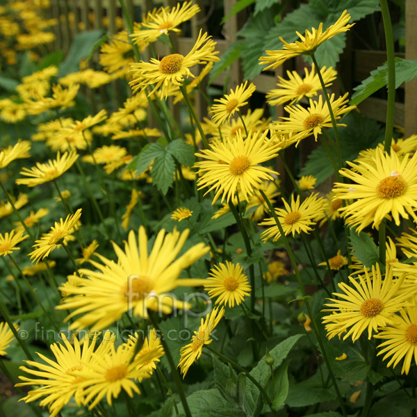 Big Photo of Doronicum Orientale, Flower Close-up