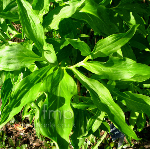Big Photo of Dracunculus Vulgaris, Leaf Close-up