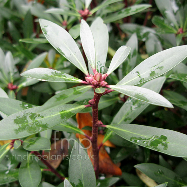 Big Photo of Drimys Lanceolata, Leaf Close-up