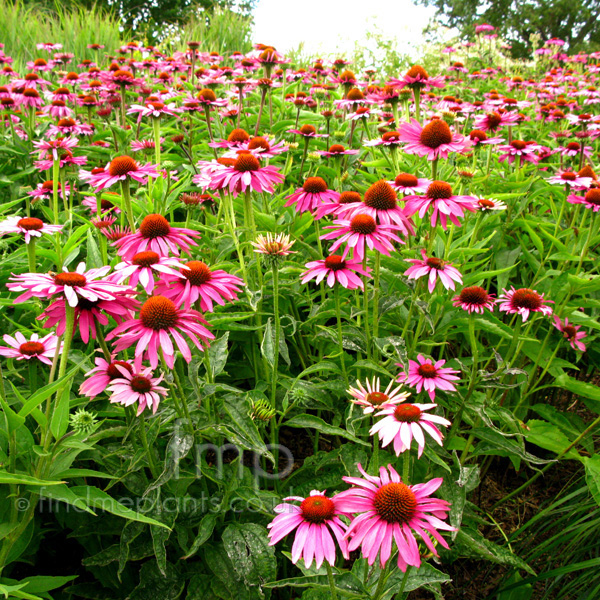 Big Photo of Echinacea Purpurea