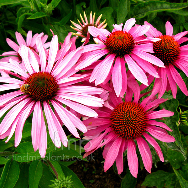 Big Photo of Echinacea Purpurea, Flower Close-up