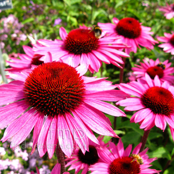 Big Photo of Echinacea Purpurea, Flower Close-up