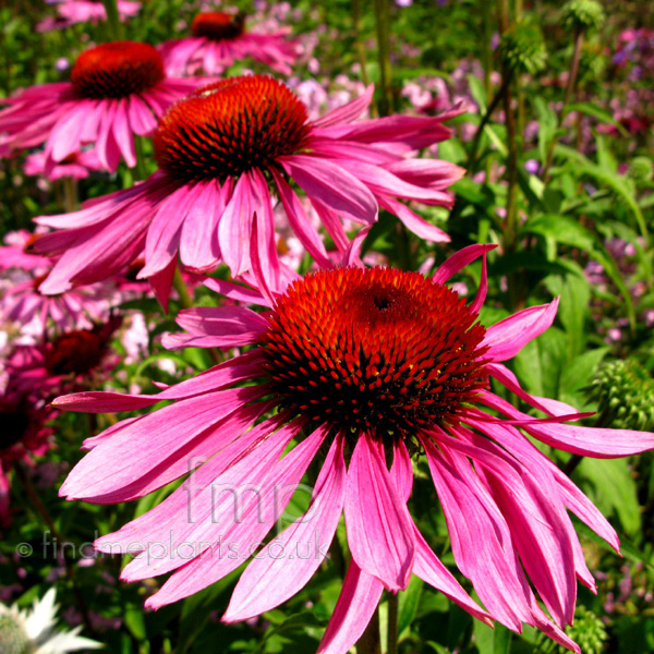 Big Photo of Echinacea Purpurea, Flower Close-up