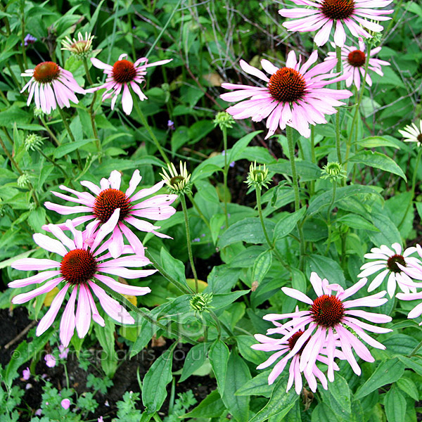 Big Photo of Echinacea Purpurea