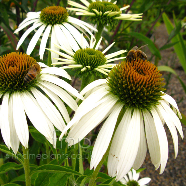 Big Photo of Echinacea Purpurea, Flower Close-up