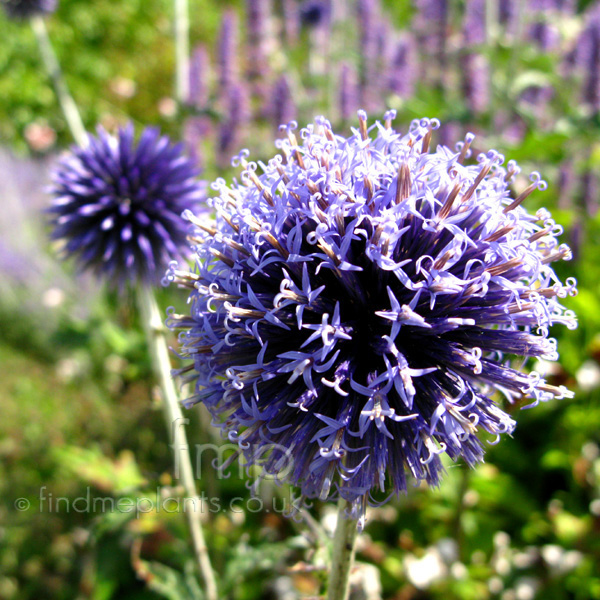 Big Photo of Echinops Ritro, Flower Close-up