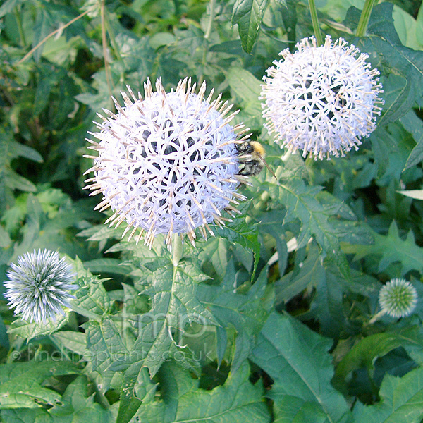 Big Photo of Echinops Bannaticus