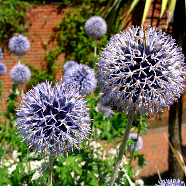 Big Photo of Echinops Setifer, Flower Close-up