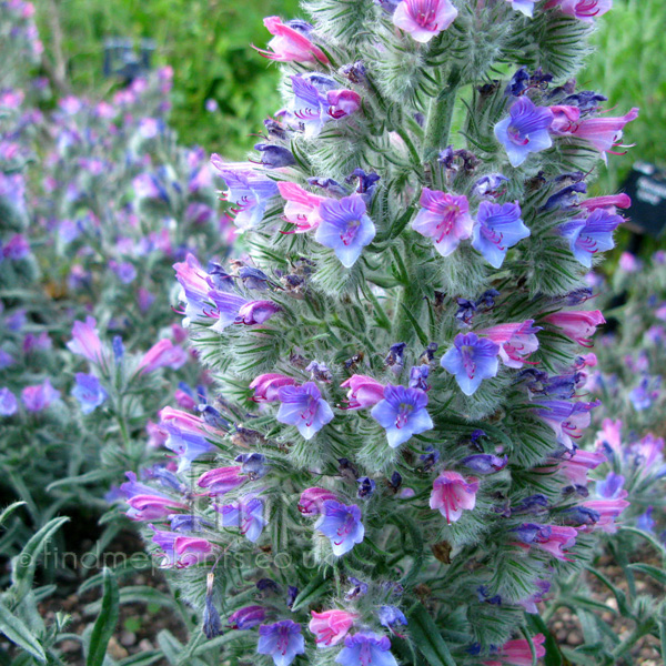 Big Photo of Echium Albicans, Flower Close-up