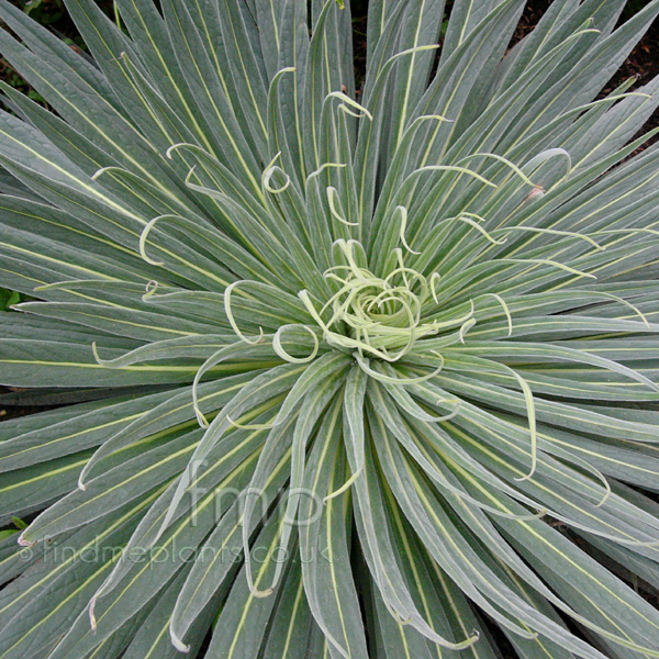 Big Photo of Echium Wildpretii