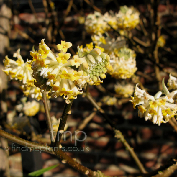 Big Photo of Edgeworthia Chrysantha