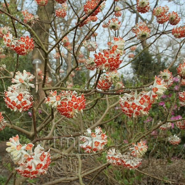 Big Photo of Edgeworthia Chrysantha