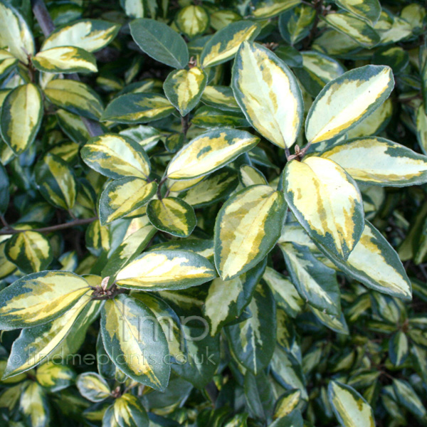 Big Photo of Elaeagnus X Ebbingei