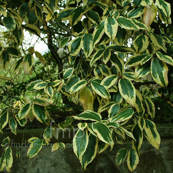 Big Photo of Elaeagnus Ebbingei