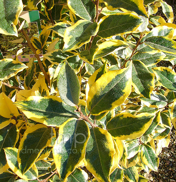 Big Photo of Elaeagnus Ebbingei