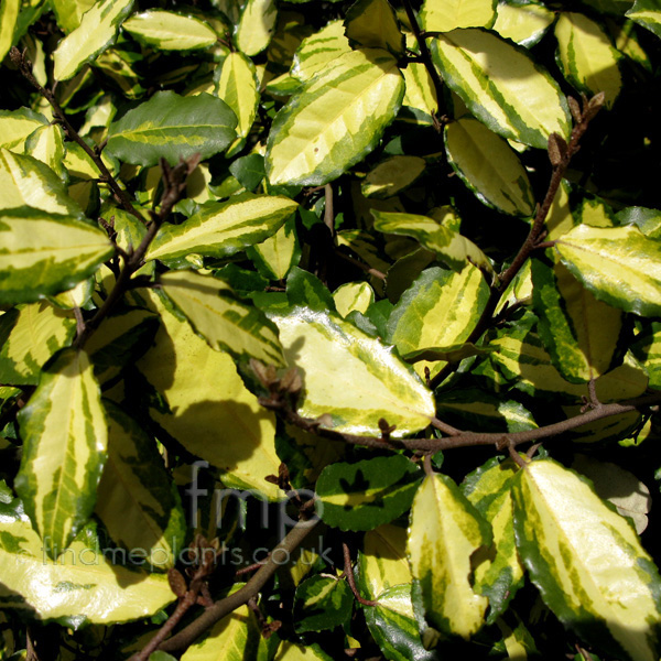 Big Photo of Elaeagnus Pungens