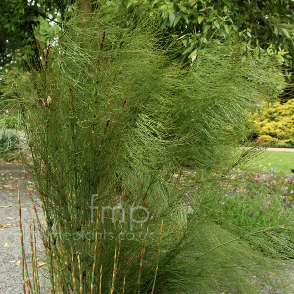 Big Photo of Elegia Capensis