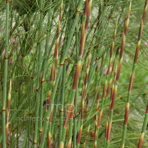 Big Photo of Elegia Capensis, Leaf Close-up